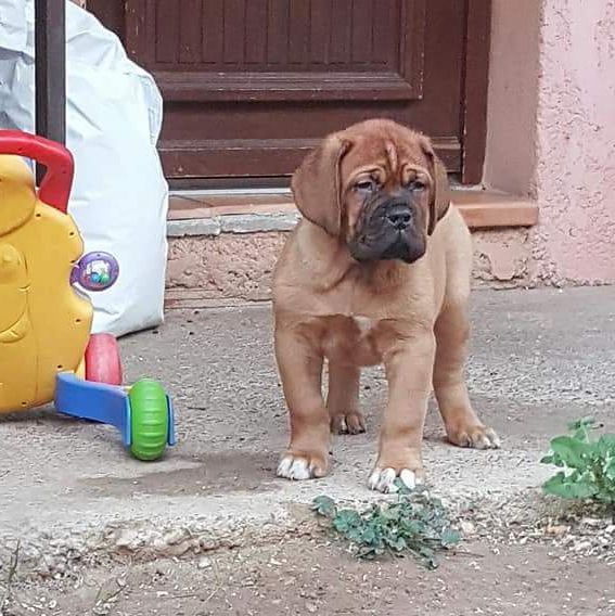 Chiot Dogue de Bordeaux Des Barons Rouge