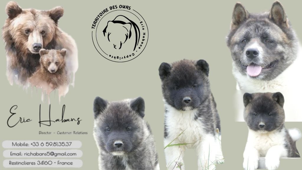 Chiot Akita americain du Territoire Des Ours