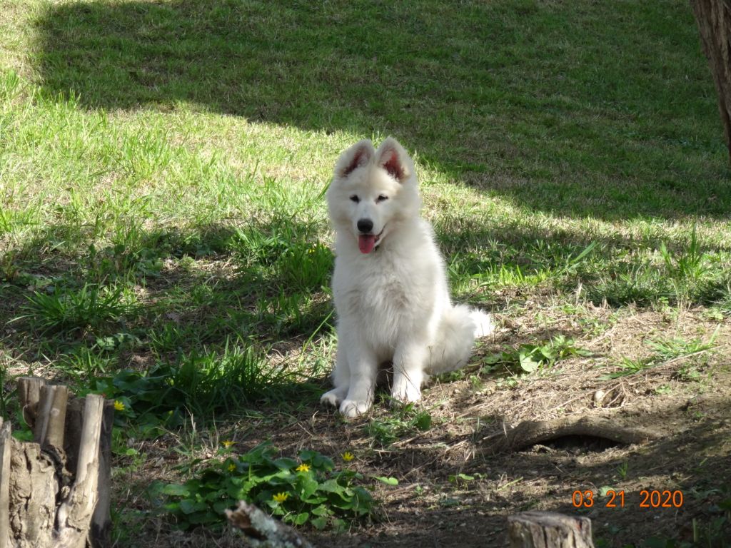 De L'esprit De Cybele - Berger Blanc Suisse - Portée née le 11/01/2020