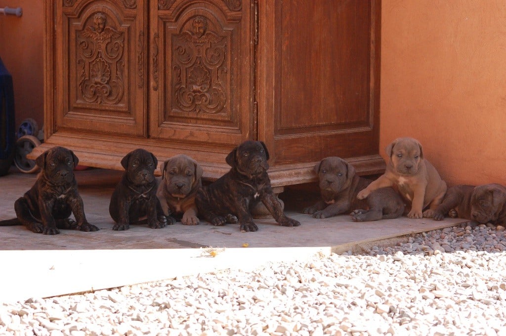 Des Terres D'angel - chiots disponibles à la réservation 