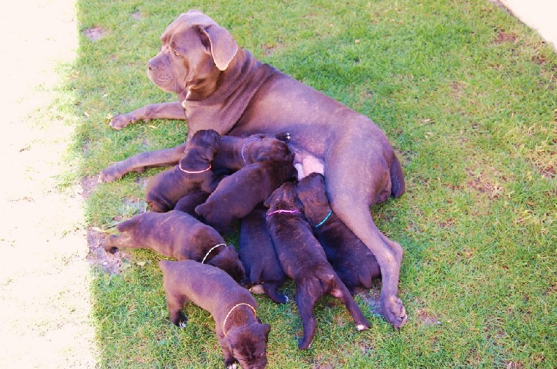 Des Terres D'angel - Cane Corso - Portée née le 08/04/2014