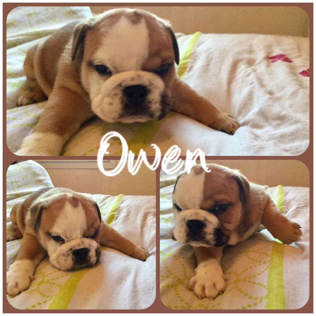 OWEN