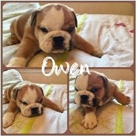 OWEN