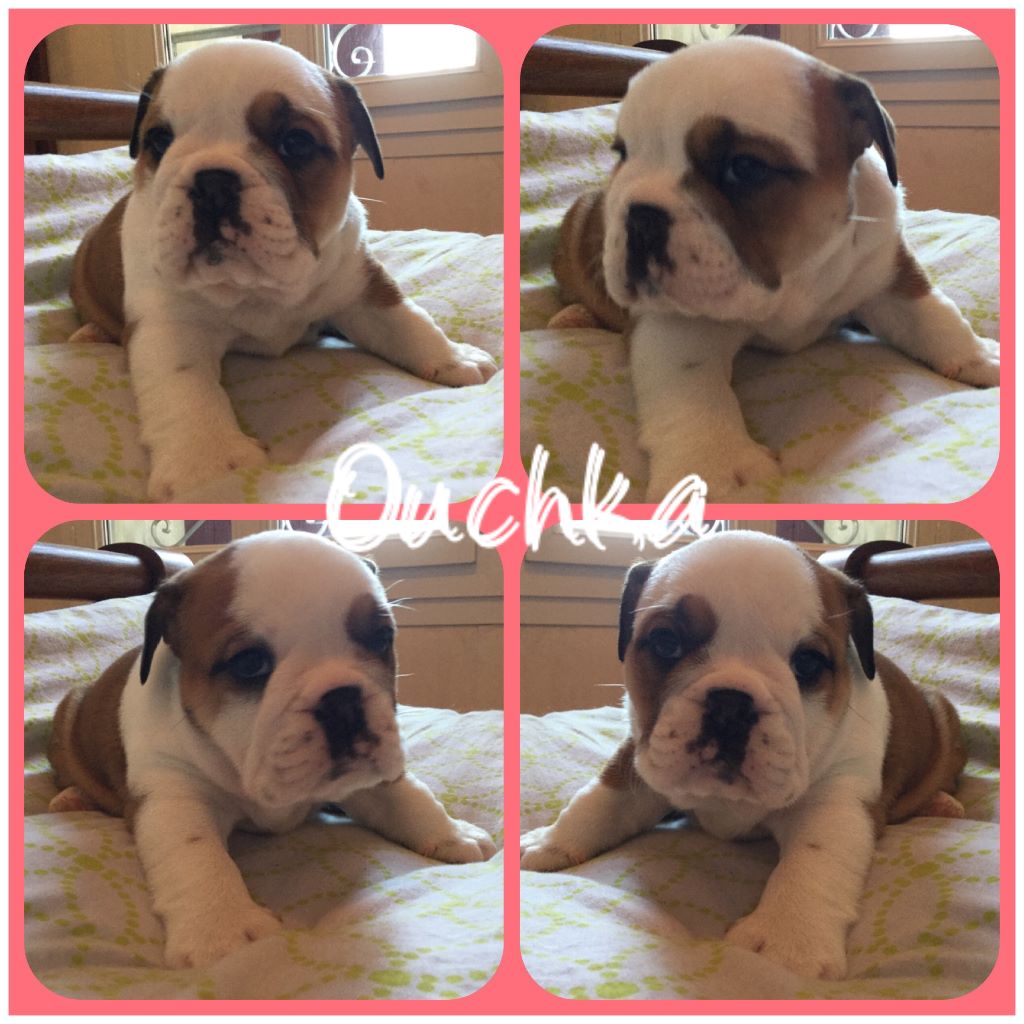 Du Berceau De La Provence - Chiots disponibles - Bulldog Anglais