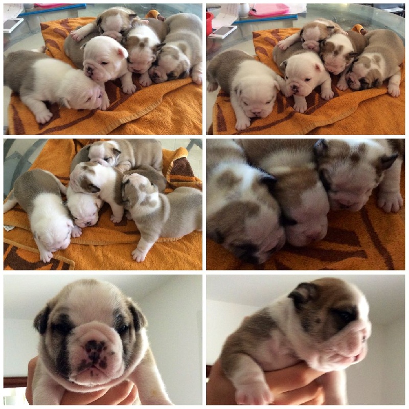 Chiot Bulldog Anglais Du Berceau De La Provence