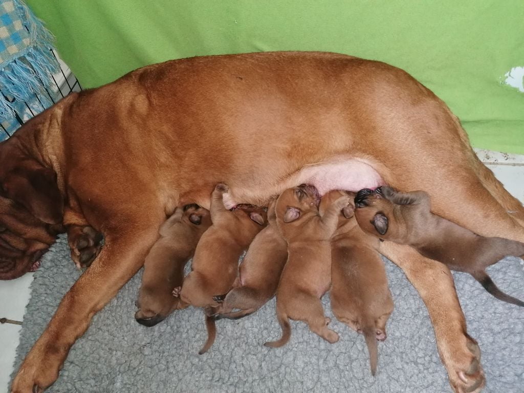 Chiot Dogue de Bordeaux Stocky Family