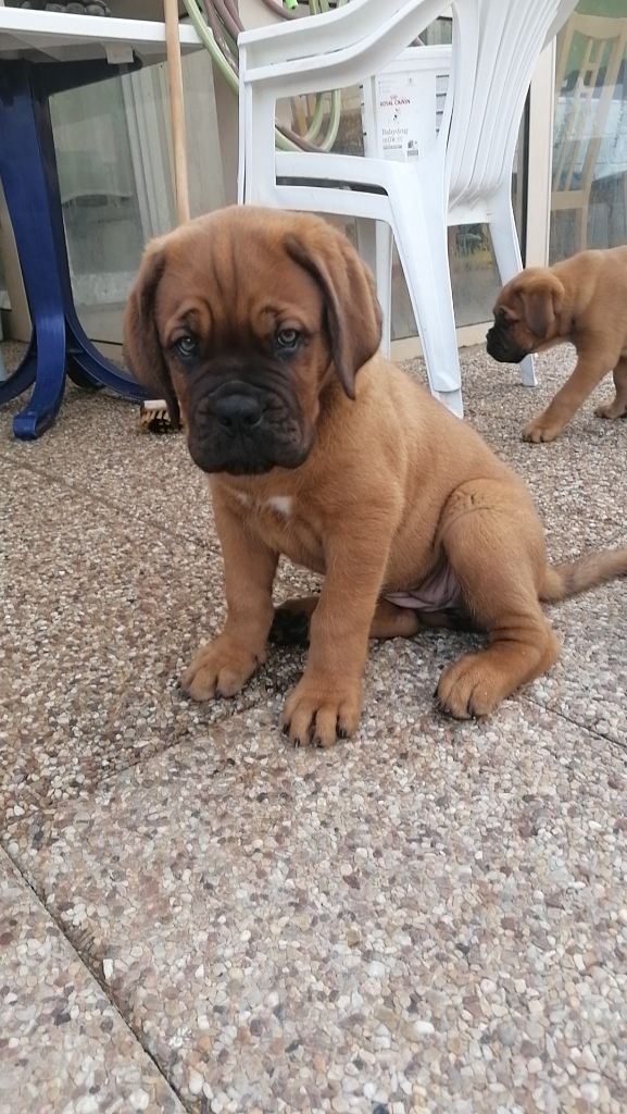 Stocky Family - Chiots disponibles - Dogue de Bordeaux