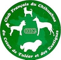 Chihuahua  et CLUB de France