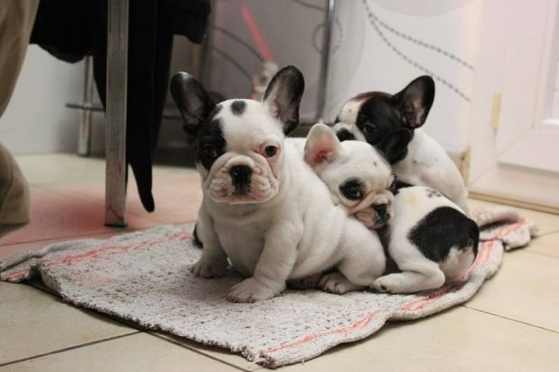 Chiot Bouledogue français Bulld'offe