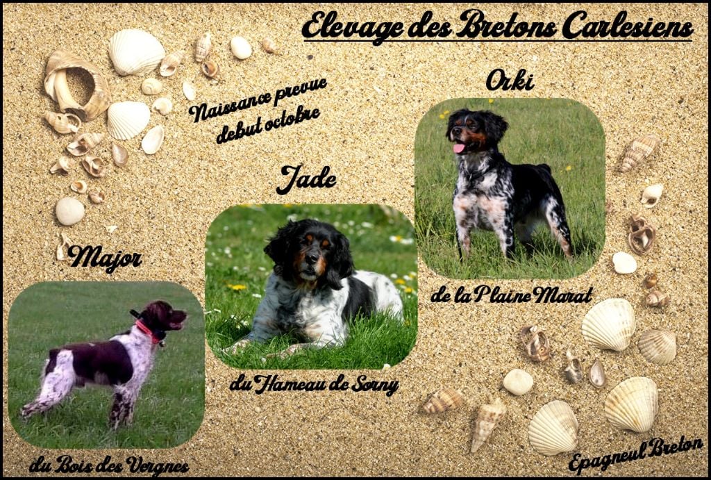 Chiot Epagneul Breton Des Bretons Carlésiens