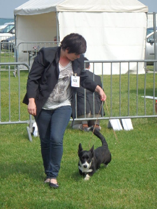 De La Vallée De L'Aumance - Les chiots de Jazz sortent en expo!