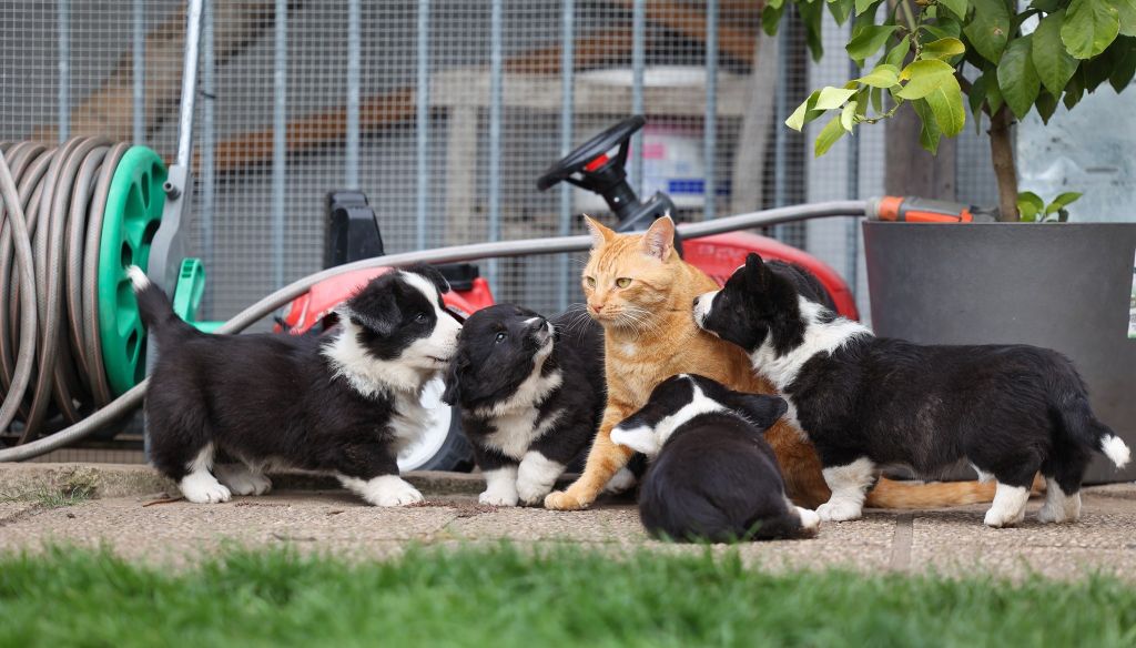 De La Vallée De L'Aumance - Les chiots ont 8 semaines!