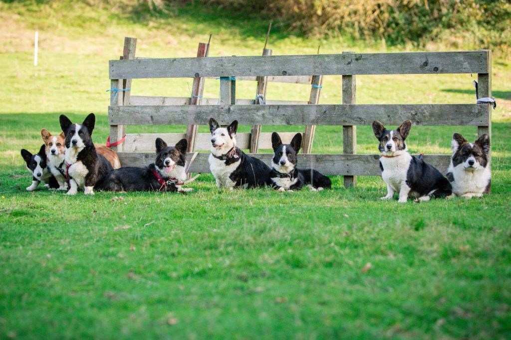 De La Vallée De L'Aumance - 14+15/10: Stage Troupeau "Spécial Corgi's"