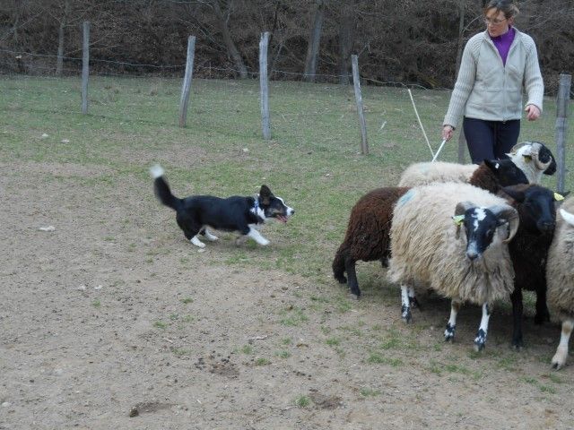 De La Vallée De L'Aumance - 20.03.2016: Initiation de troupeau pour Lily