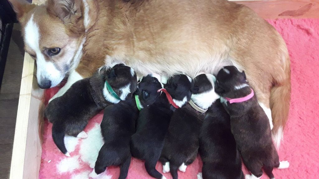 De La Vallée De L'Aumance - Les bébés ont 2 semaines!