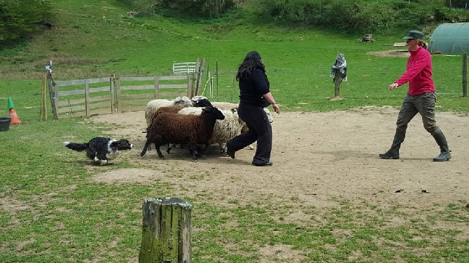 De La Vallée De L'Aumance - 07+08/05/2016: 1ière stage de troupeau pour Leïka et Lancelot