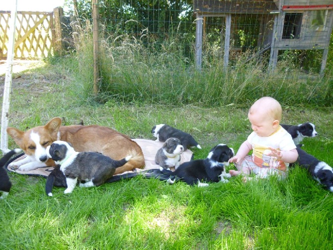 De La Vallée De L'Aumance - Les chiots ont 4 semaines déjà!