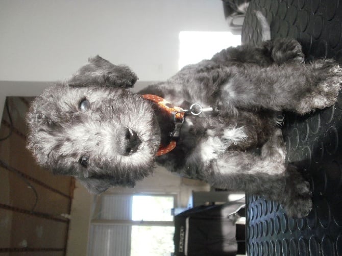 There Was Once A Bedlington - Leeroy 6 semaines