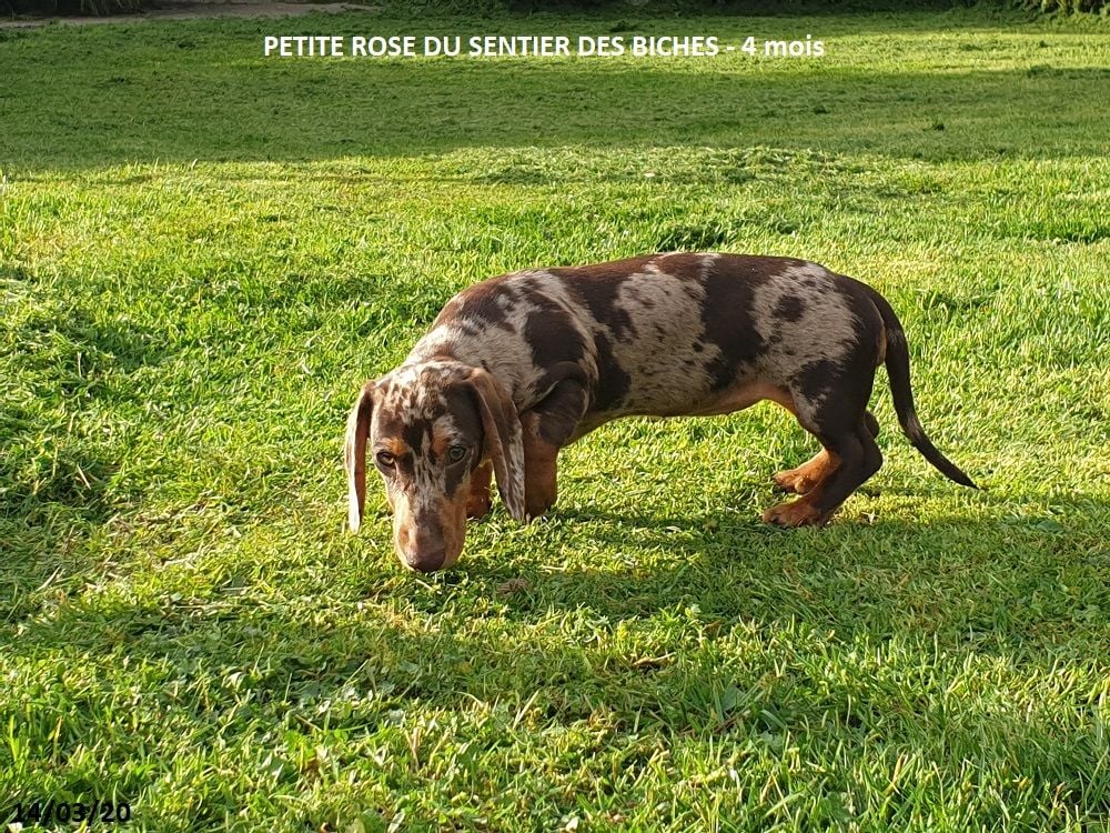 Du Sentier Des Biches - PETITE ROSE DU SENTIER DES BICHES