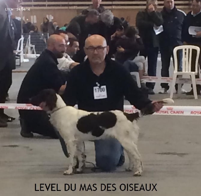 Du Sentier Des Biches - EXPOSITION CANINE INTERNATIONALE A LYON