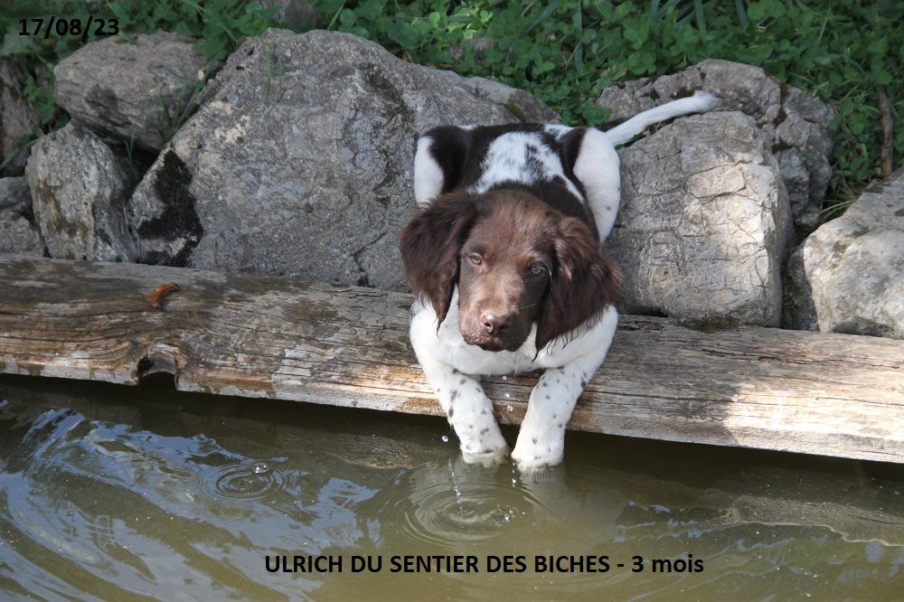 Du Sentier Des Biches - MARIAGE REBELLE X PAKO