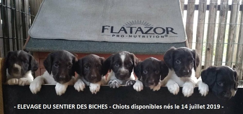 Du Sentier Des Biches - Petite photo des bébés