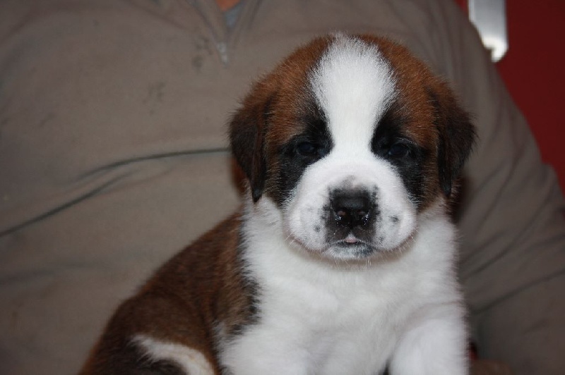 De La Petite Suisse Lorraine - Chien du Saint-Bernard - Portée née le 23/01/2015