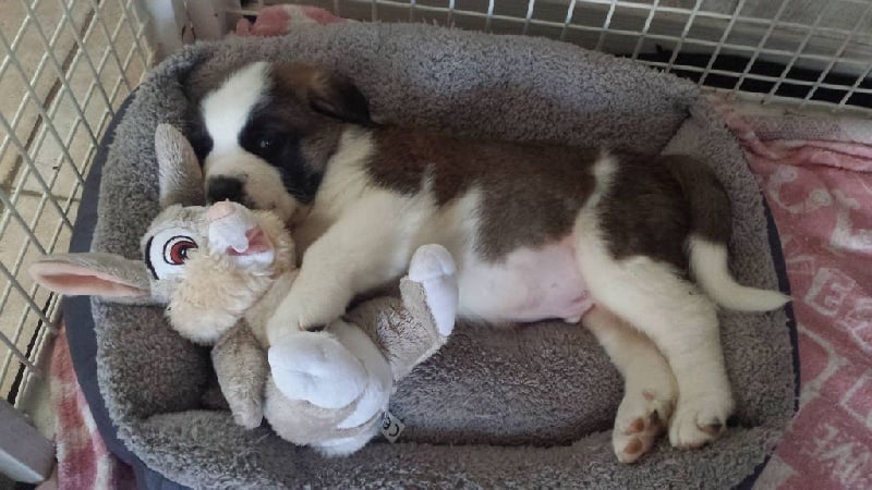 Chiot Chien du Saint-Bernard De La Petite Suisse Lorraine