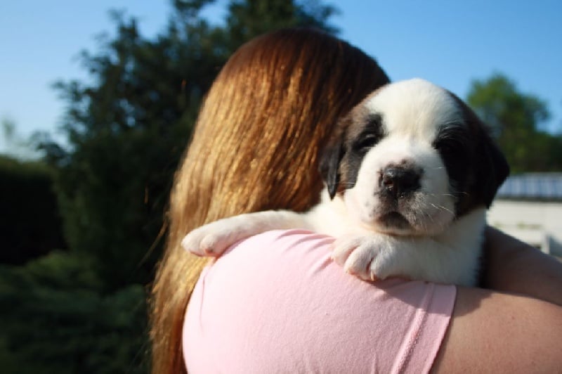 De La Petite Suisse Lorraine - Chiots disponibles - Chien du Saint-Bernard