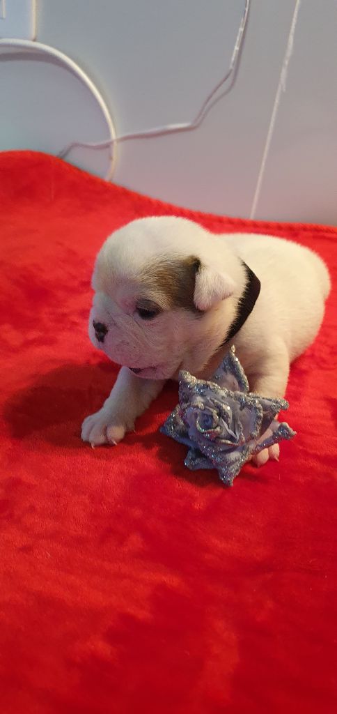 Des Rochers De Jade - Chiots disponibles - Bulldog Anglais