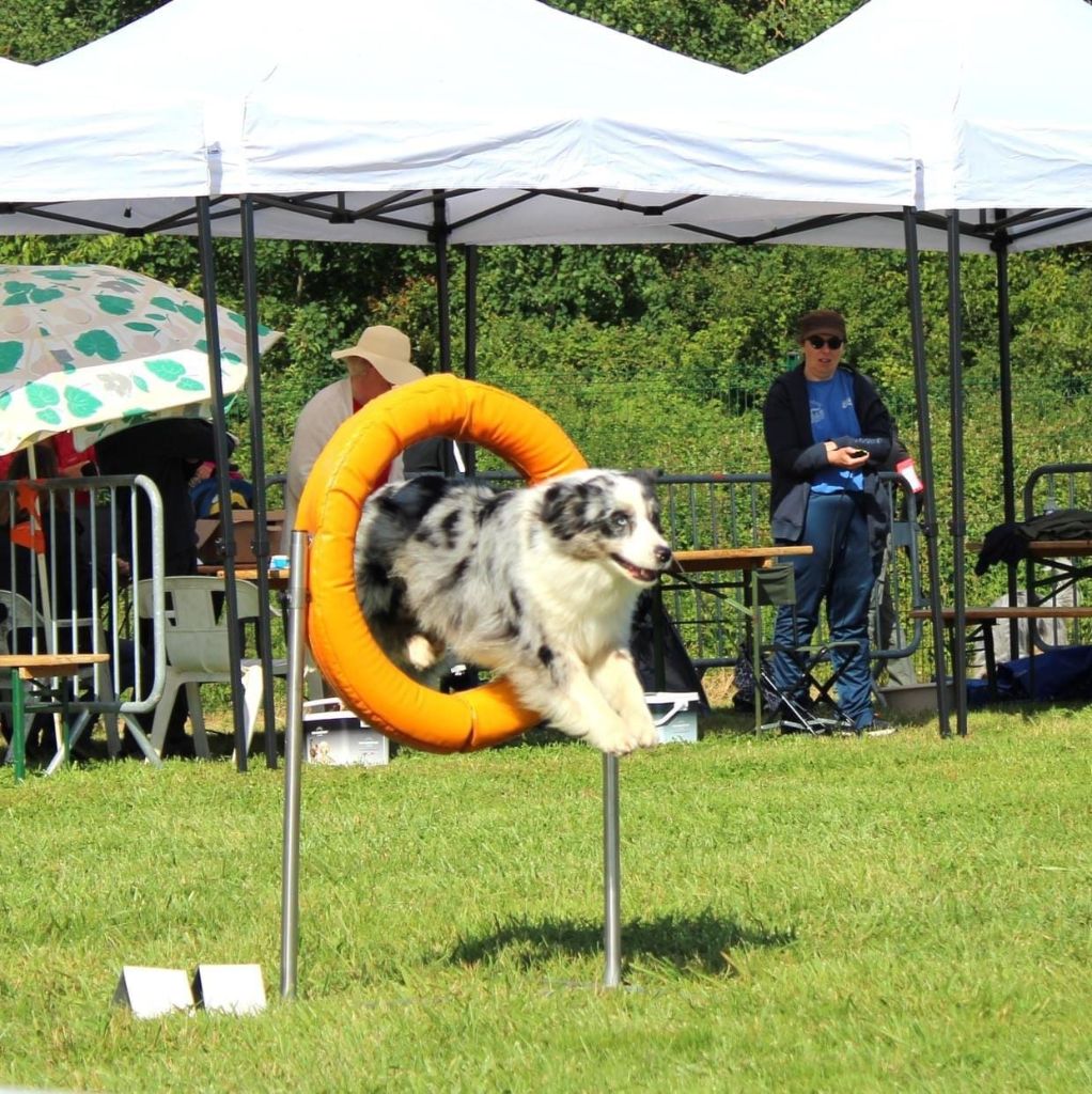 Silver obtient son Brevet International d'Agility 