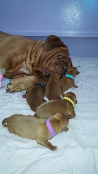 Chiot Dogue de Bordeaux De La Demeure De Taz