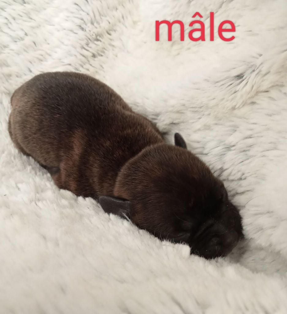 Small Red Stafford - Chiots disponibles - Staffordshire Bull Terrier