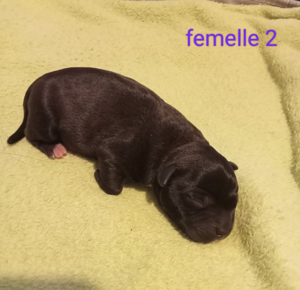 Small Red Stafford - Chiots disponibles - Staffordshire Bull Terrier