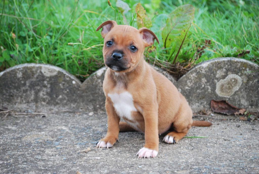 Small Red Stafford - Chiots disponibles - Staffordshire Bull Terrier