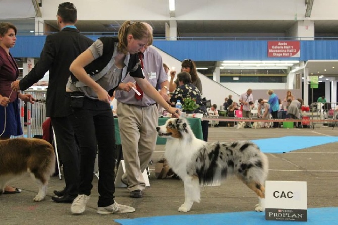 Sunlight Blue Aussies - Résultats Exposition  CACIB Dijon Sept 2014