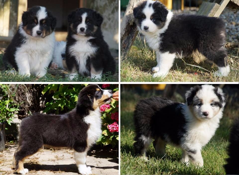 Sunlight Blue Aussies - chiots disponibles !!!