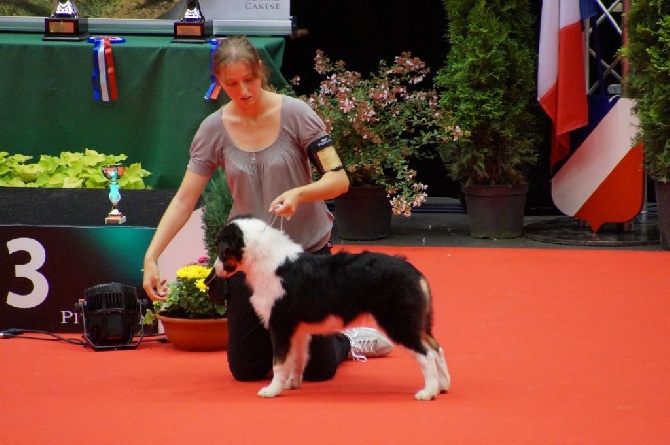 Sunlight Blue Aussies - Résultats expositions Brives et Macon 2015