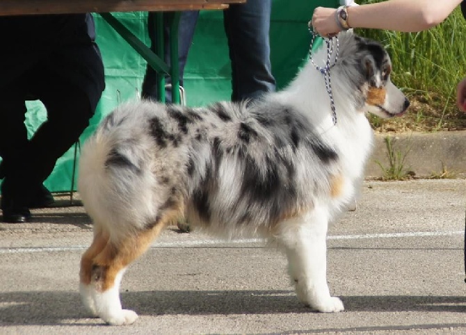 Sunlight Blue Aussies - Résultats Charolles 2014