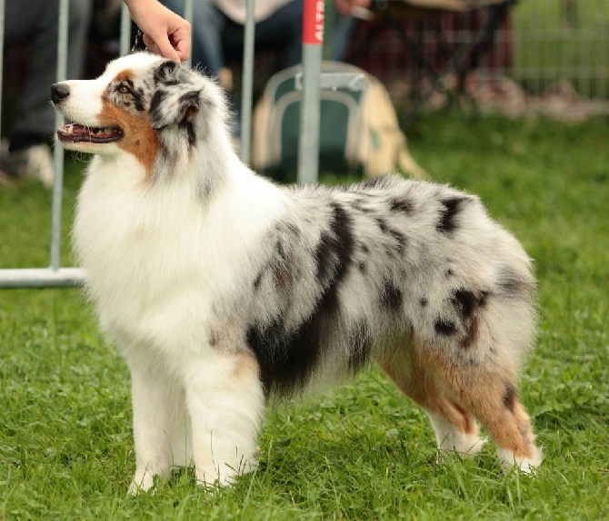 Sunlight Blue Aussies - Résultats Chatel Guyon Spéciale de Race