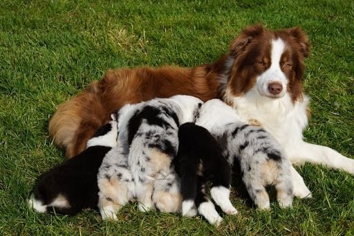 Sunlight Blue Aussies - Berger Australien - Portée née le 20/02/2016