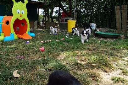 Chiot Berger Australien Sunlight Blue Aussies