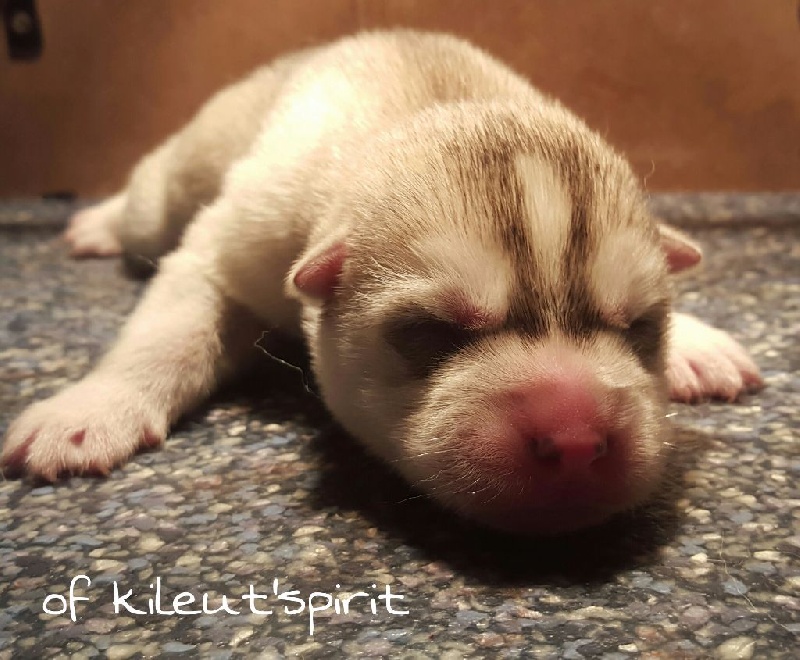 of Kileut'spirit - Siberian Husky - Portée née le 21/04/2016