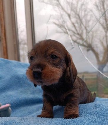 Jocker Of The Queen - Chiots disponibles - Teckel poil dur