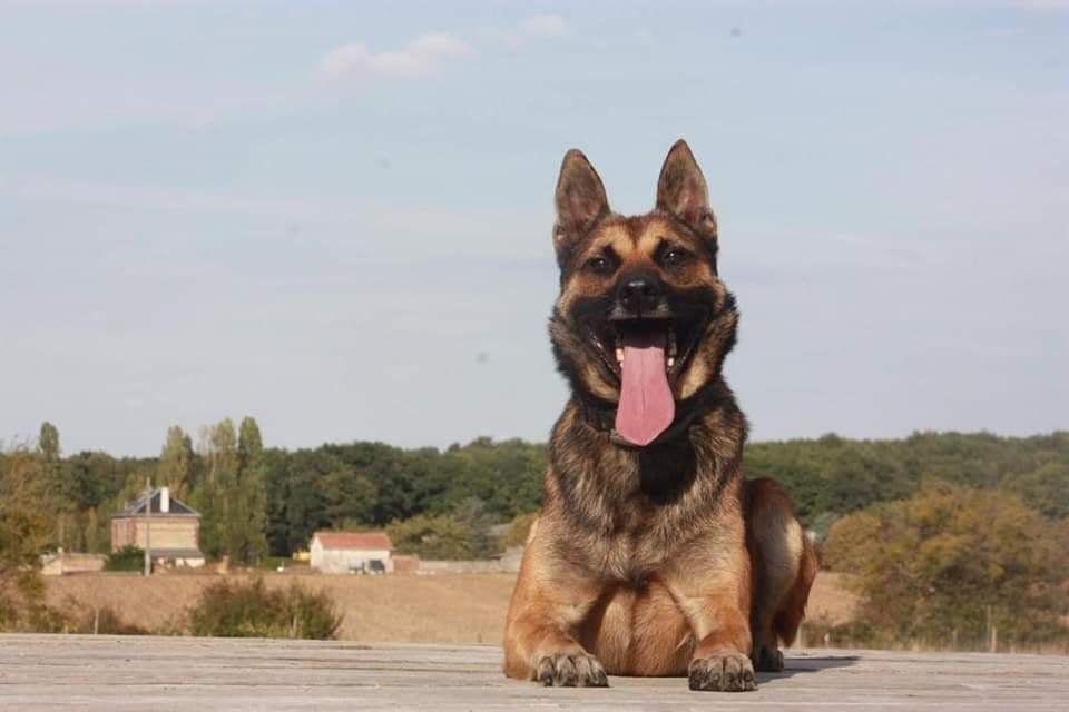 Chiot Berger Belge du Temple d'Akhâra