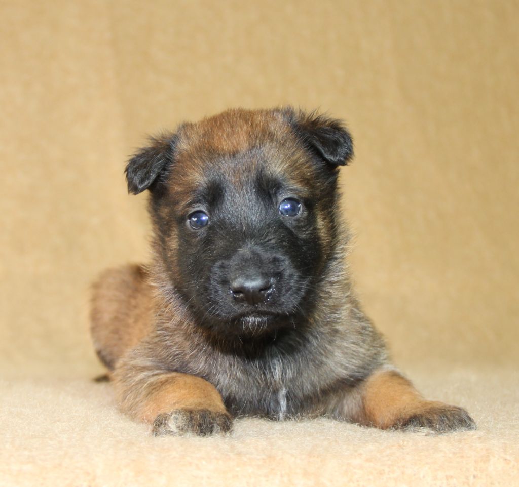 du Paradis des Edelweiss - Chiots disponibles - Berger Belge