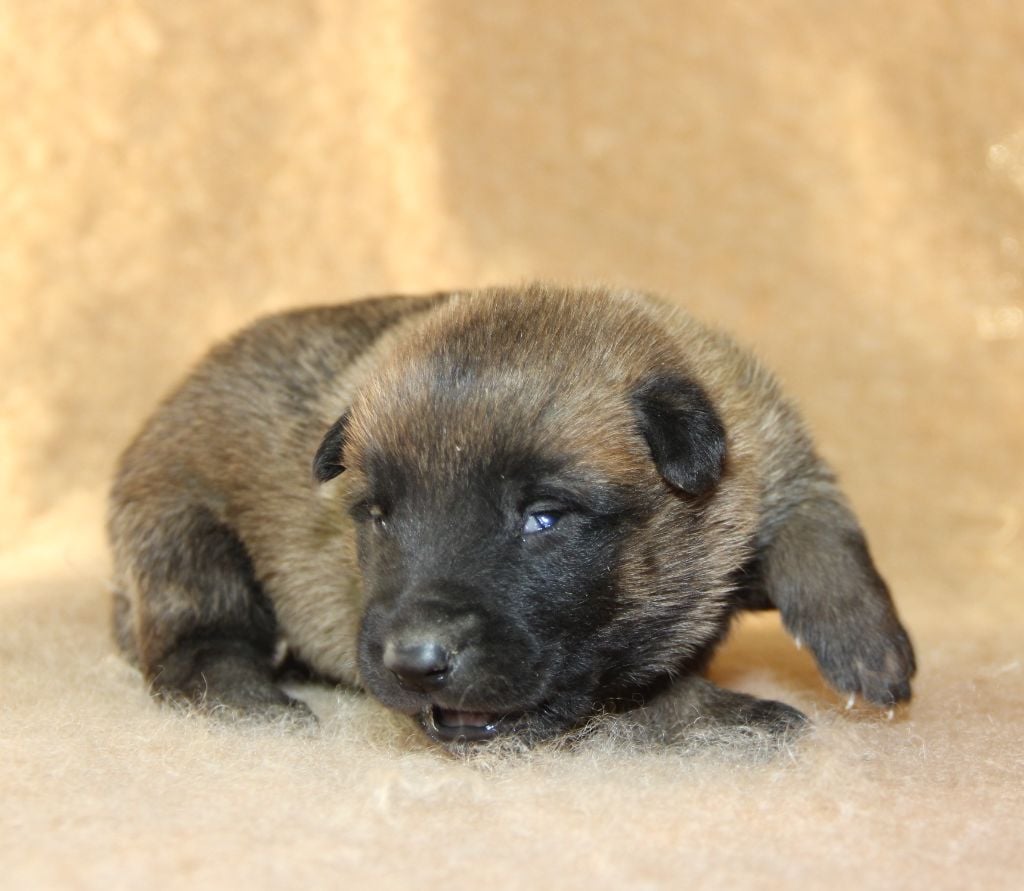 du Paradis des Edelweiss - Chiots disponibles - Berger Belge