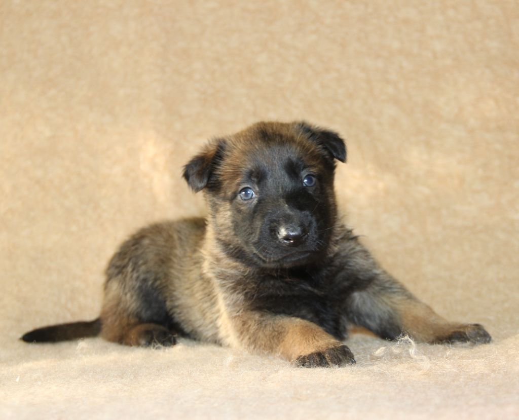 du Paradis des Edelweiss - Chiots disponibles - Berger Belge