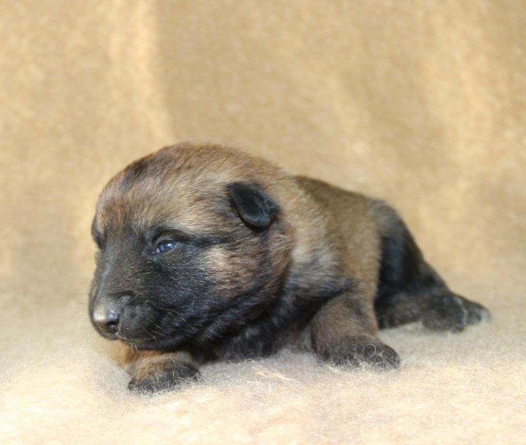 du Paradis des Edelweiss - Chiots disponibles - Berger Belge