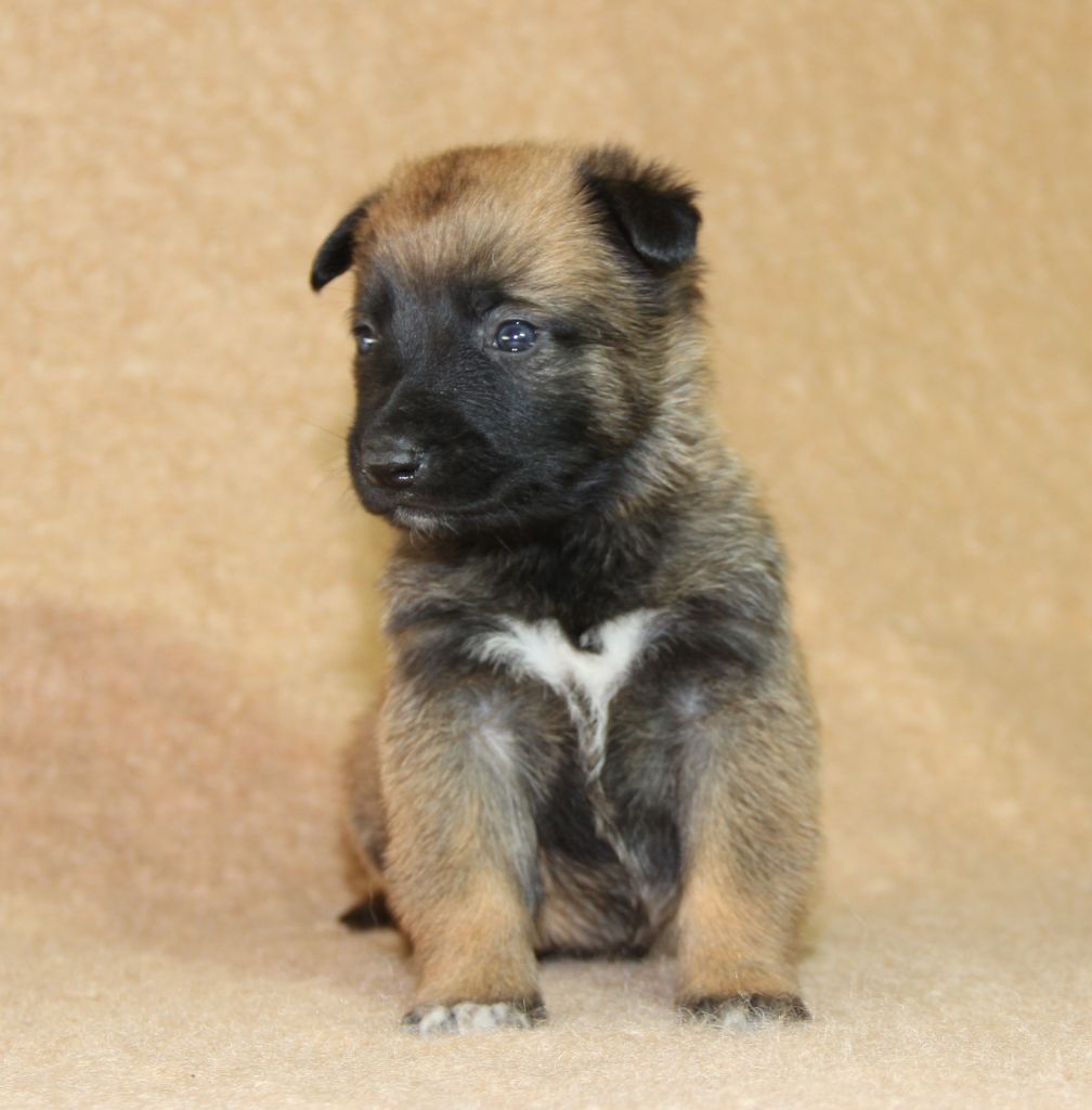 du Paradis des Edelweiss - Chiots disponibles - Berger Belge